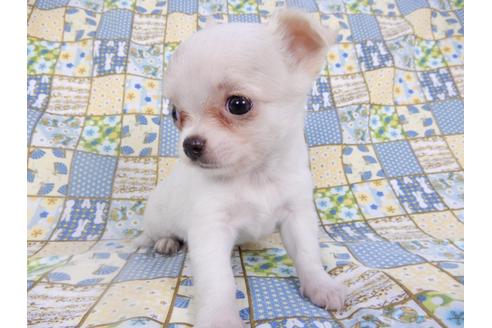 成約済の千葉県のチワワ(ロングコート)-98487の16枚目